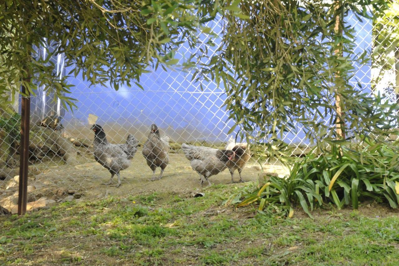 Finca La Cantarera طريفة المظهر الخارجي الصورة