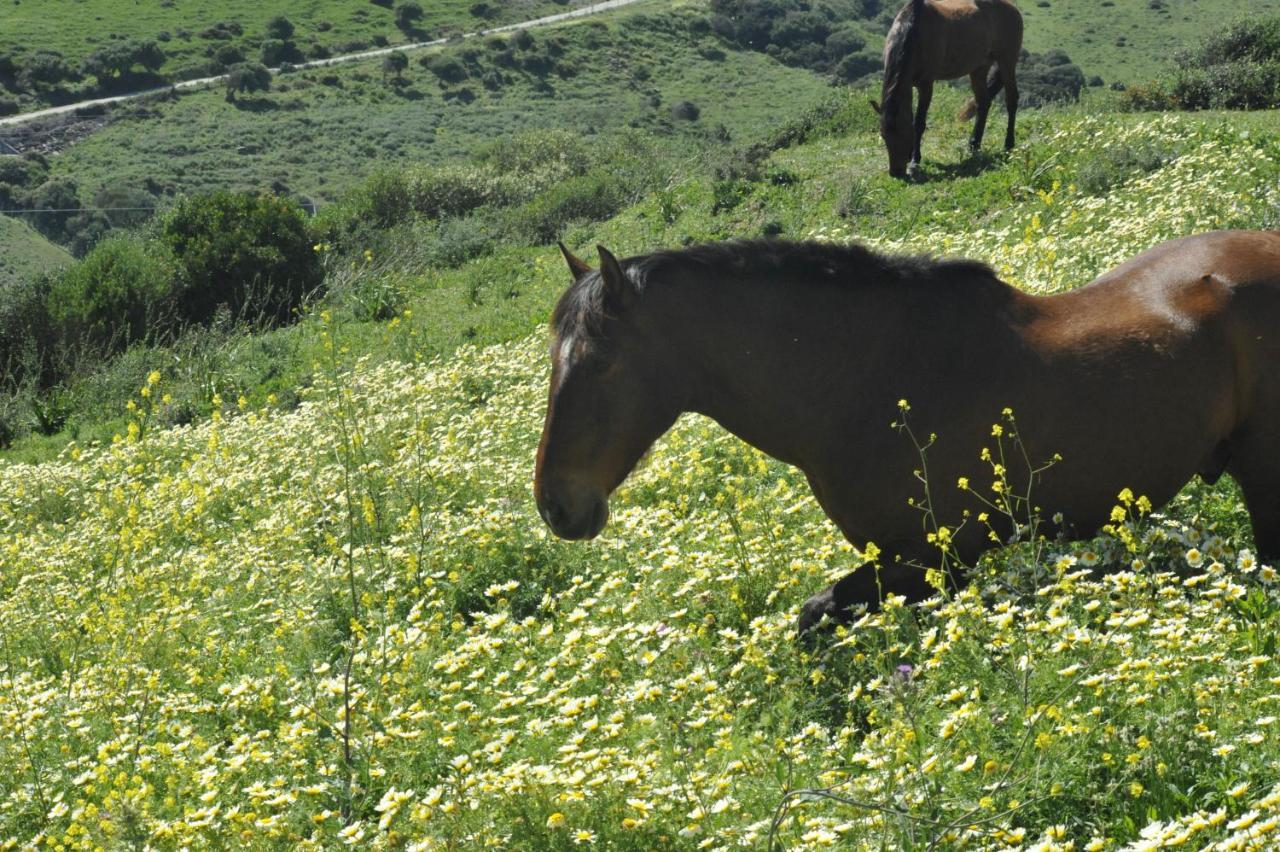 Finca La Cantarera طريفة المظهر الخارجي الصورة