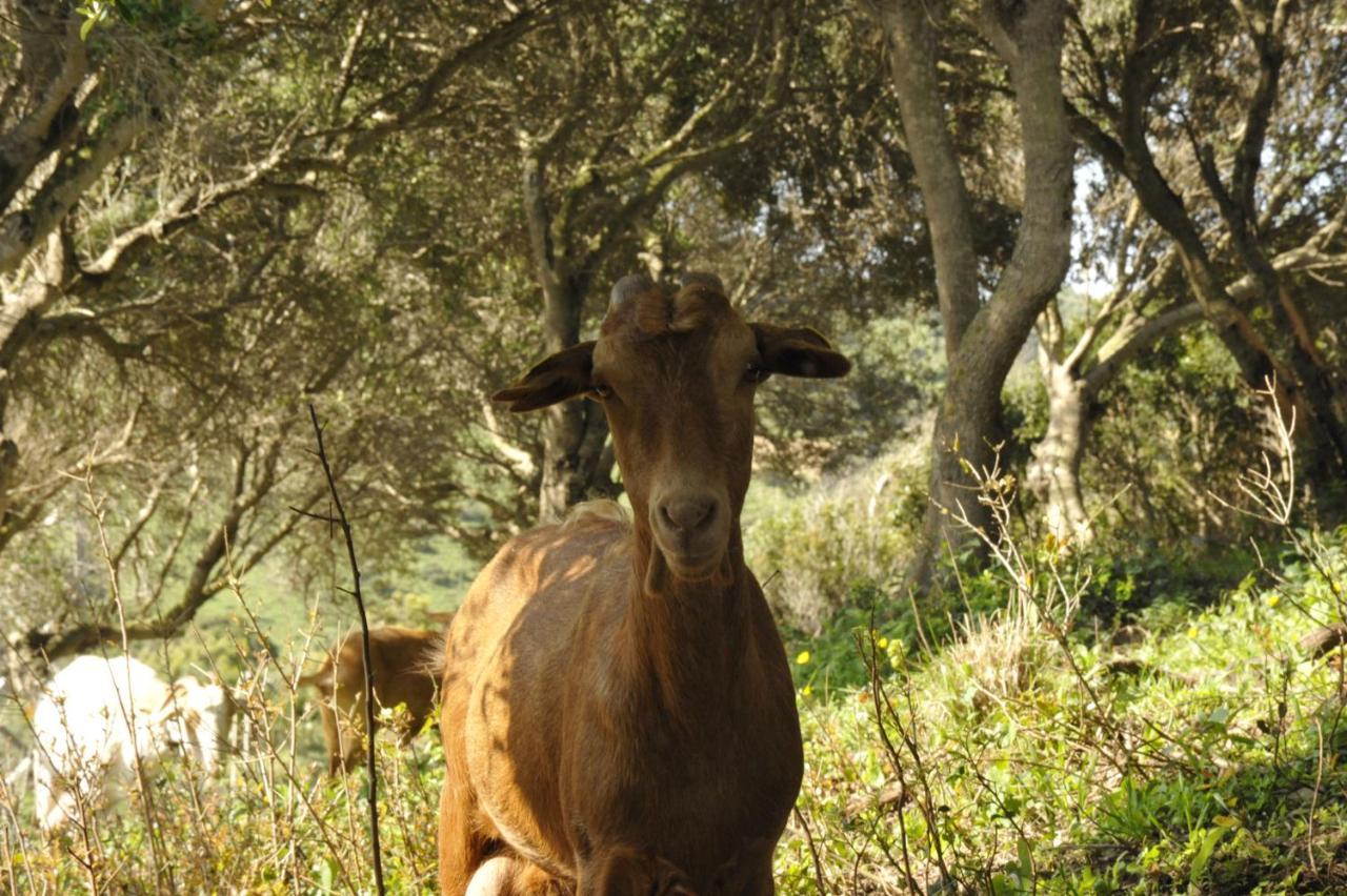 Finca La Cantarera طريفة المظهر الخارجي الصورة